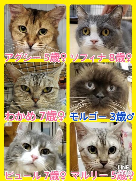 🐾今日の里親様募集中ニャンコ🐱メンバーです🐾2022,5,29【保護犬カフェ天神橋店】